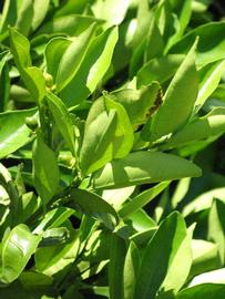              Sun leaves (Winter Haven, FL)       