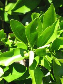              Sun leaves (Winter Haven, FL)       