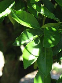              Shade leaves (Winter Haven, FL)       