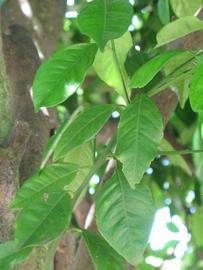              Shade leaves (Winter Haven, FL)       