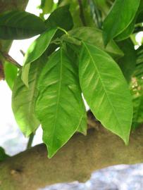              Shade leaves (Winter Haven, FL)       