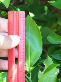              Unifoliolate leaf (Winter Haven, FL)       