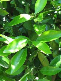              Shade leaves (Winter Haven, FL)       