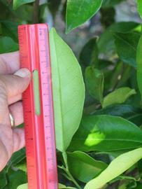              Unifoliolate leaf (Winter Haven, FL)       