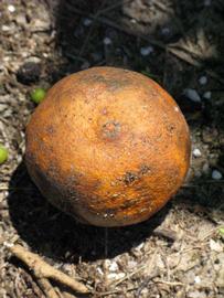              Fruit (Winter Haven, FL)       