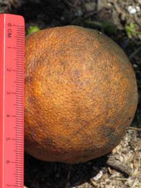              Fruit (Winter Haven, FL)       