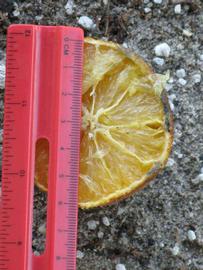              Fruit cross-section (Winter Haven, FL)       