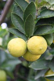              Fruit (Riverside, CA)       