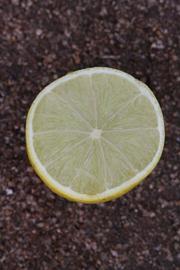              Fruit cross-section (Riverside, CA)       