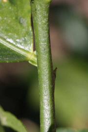              First year twig (Riverside, CA)       