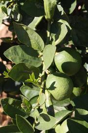              Sun leaves (Riverside, CA)       