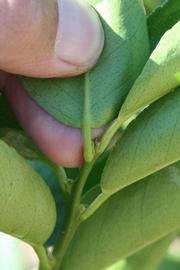              Petiole (Riverside, CA)       