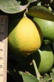              Immature fruit (Riverside, CA)       