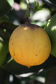              Fruit (Riverside, CA)       