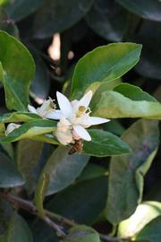              Flower (Riverside, CA)       