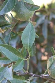              Unifoliolate leaf of  Citrus sinensis    x  Poncirus   trifoliata                   (Benton, Riverside, CA)       