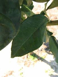            Shade leaves (Winter Haven, FL)   