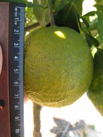               Fruit (Winter Haven, FL)       