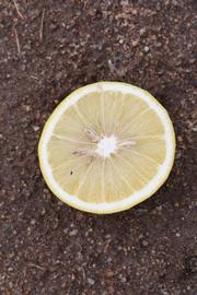              Fruit cross-section (Riverside, CA)       