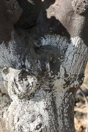              Bark (Riverside, CA)       