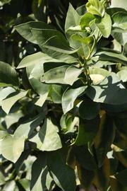              Sun leaves (Riverside, CA)       