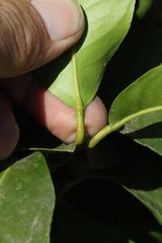              Petiole (Riverside, CA)       