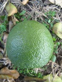              Immature fruit (Winter Haven, FL)       