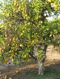            Habit (Riverside, CA)   
