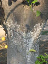              Bark (Riverside, CA)       