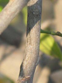              Second - third year twig (Riverside,   CA)       