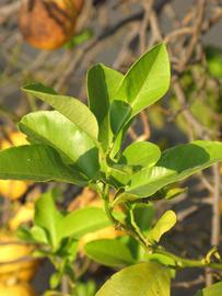              Sun leaves (Riverside, CA)       