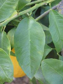            Unifoliolate leaf (Riverside, CA)   