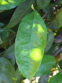            Unifoliolate leaf (Riverside, CA)   