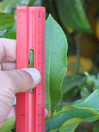              Unifoliolate leaf of  Citrus  x  bergamia        (Bergmot, Riverside, CA)       