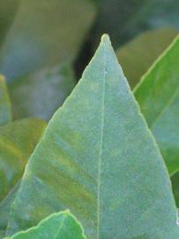              Margin (Riverside, CA)       