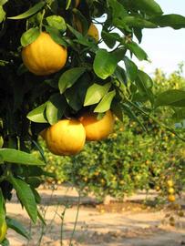              Leaves and fruit (Riverside, CA)       