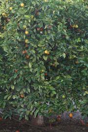            Habit (Riverside, CA)   