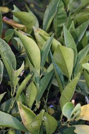            Sun leaves (Riverside, CA)   