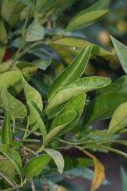            Sun leaves (Riverside, CA)   