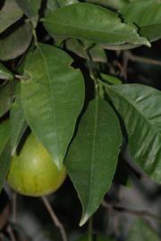            Shade leaves (Riverside, CA)   