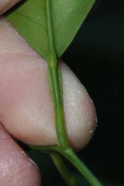              Petiole (Riverside, CA)       