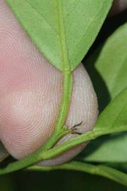              Petiole (Riverside, CA)       