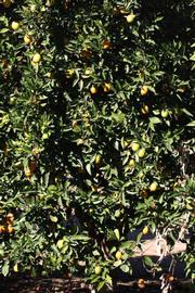            Habit (Riverside, CA)   