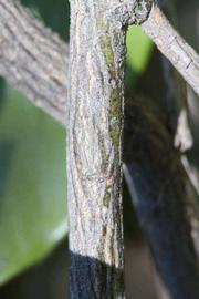              Second - third year twig (Riverside, CA)       