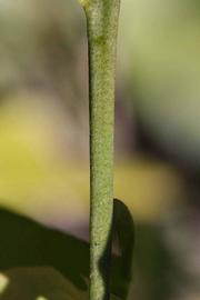              Fruit year twig (Riverside, CA)       