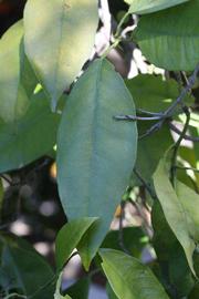           Shade leaves (Riverside, CA)   
