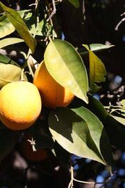            Sun leaves (Riverside, CA)   