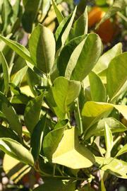            Sun leaves (Riverside, CA)   