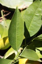            Unifoliolate leaf (Riverside, CA)   