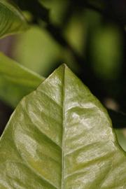              Leaf margin (Riverside, CA)       